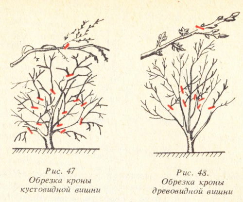 Карликова вишня, посадка і догляд