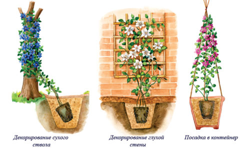 Клематис Андромеда, посадка і догляд