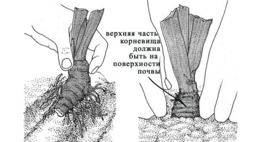 Ірис німецький, посадка і догляд