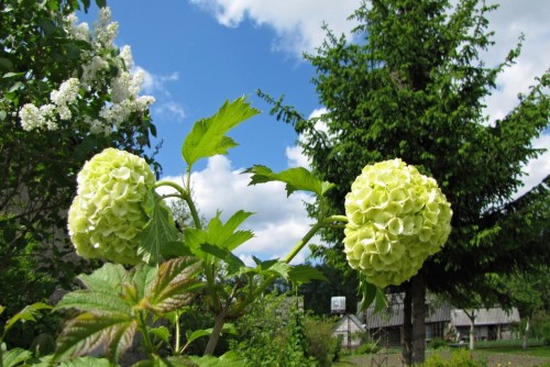 Калина бульденеж, посадка і догляд