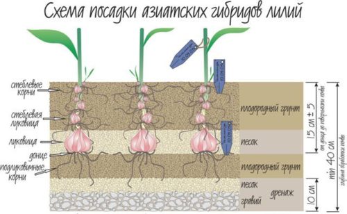 Лілія куляста, посадка і догляд