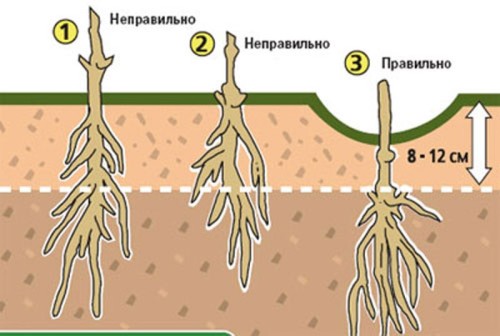 Клематис нелли Мозер, посадка і догляд