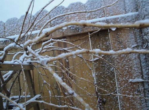 Кампсис, посадка і догляд