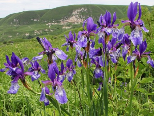 Ірис сибірський, посадка і догляд