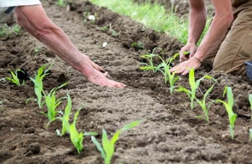 Кукурудза, посадка і догляд у відкритому грунті