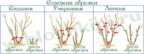 Ожина садова, посадка і догляд