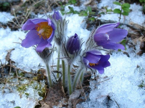 Простріл звичайний, посадка і догляд