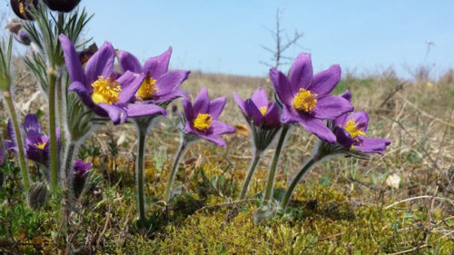 Простріл звичайний, посадка і догляд