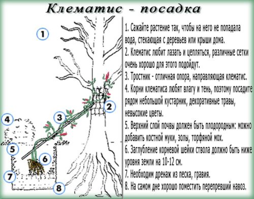 Клематис, посадка і догляд у відкритому грунті