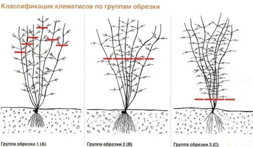 Клематис, посадка і догляд у відкритому грунті