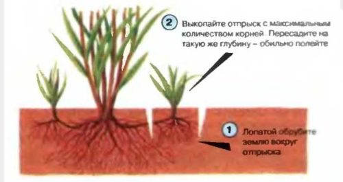 Магонія, посадка і догляд