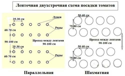 Томати без пікіровки, посадка і догляд