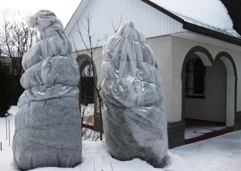 Туя, посадка і догляд у відкритому грунті