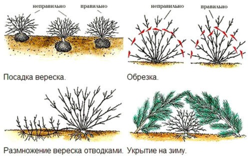 Рослина єрика, посадка і догляд