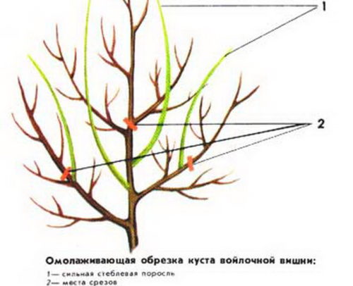 Повстяна вишня, посадка і догляд