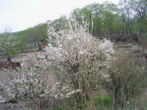 Повстяна вишня, посадка і догляд