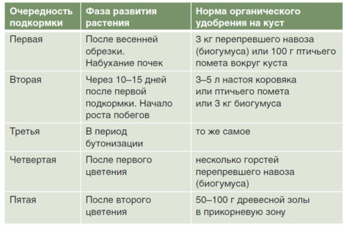 Роза стелеться, посадка і догляд