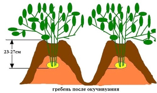 Підгортання картоплі: покрокова інструкція