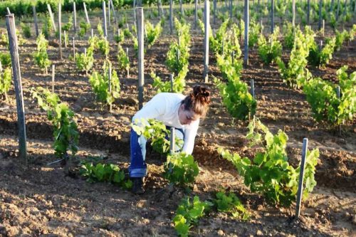 Виноград, посадка і догляд у відкритому грунті