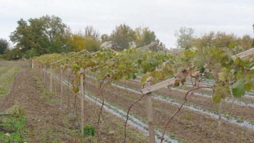 Виноград, посадка і догляд у відкритому грунті