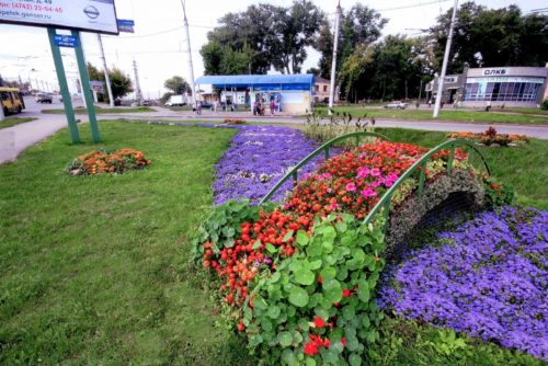 Вирощування агератума у ​​відкритому грунті